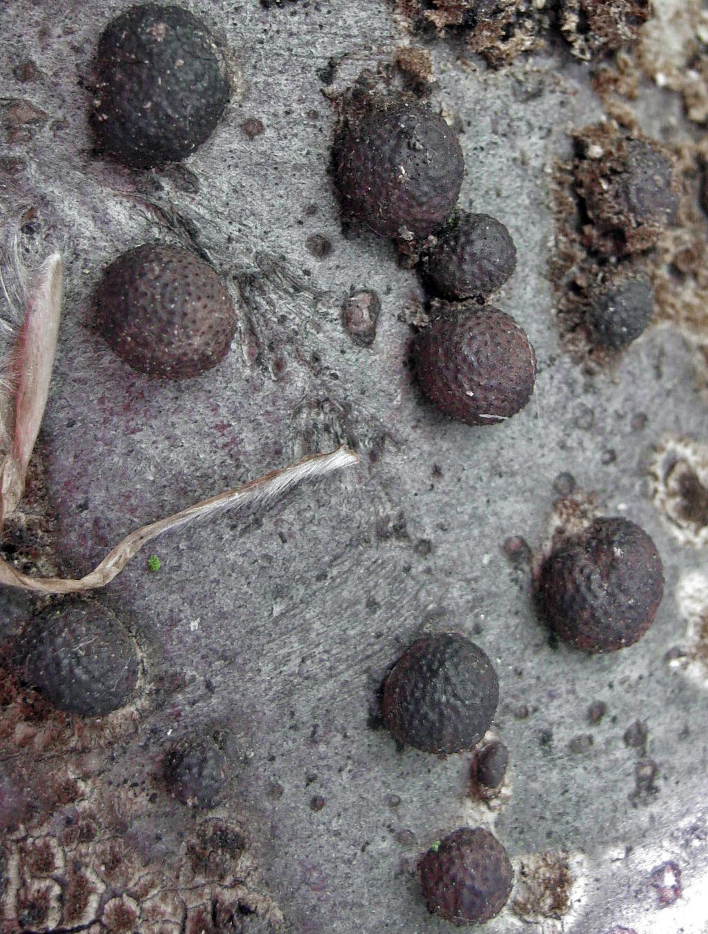 Hypoxylon fragiforme on fallen beech branch 100AcreWood May-13 HW.jpg