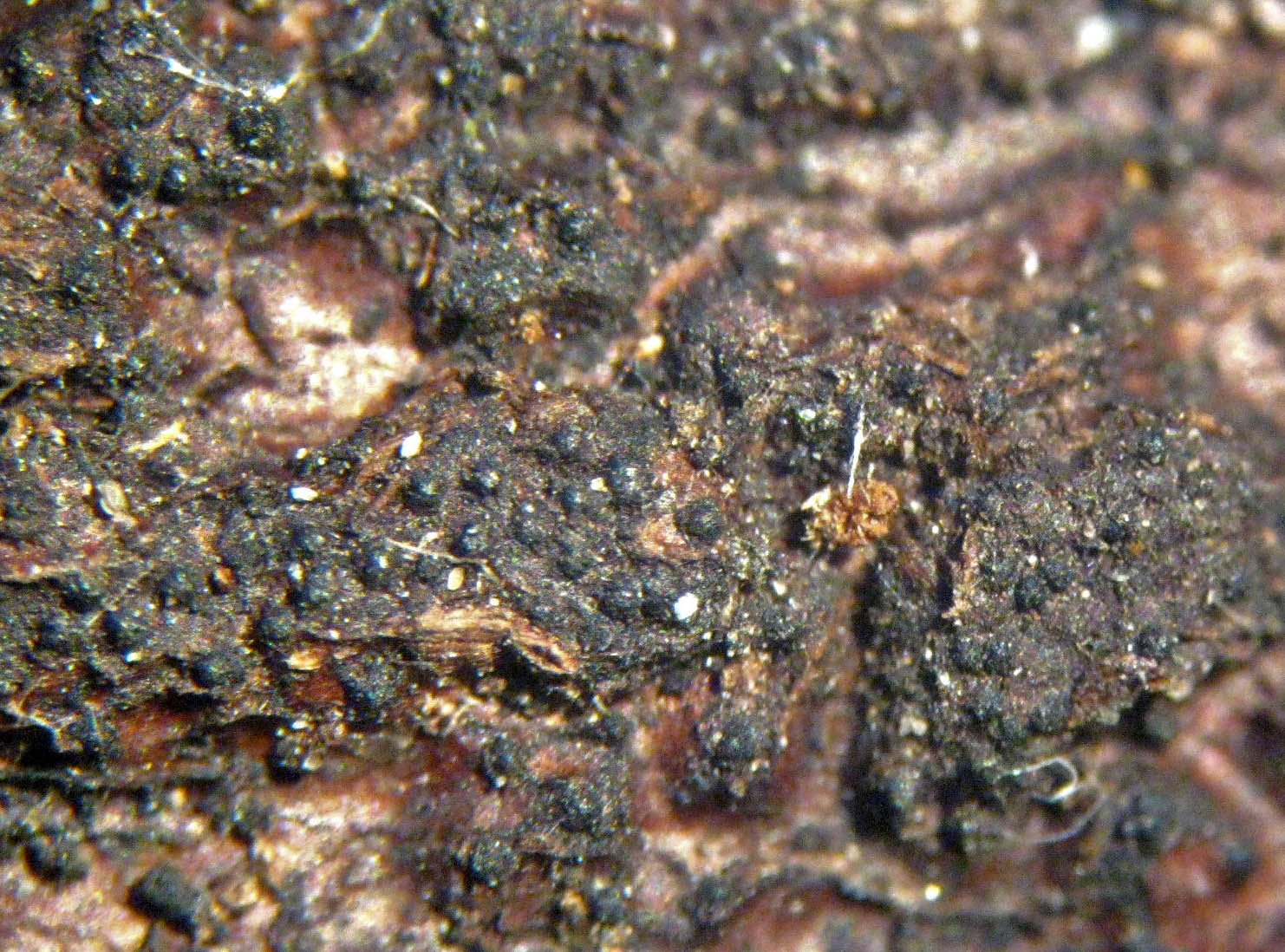 Eutypa scabrosa on br-leaf wood DyscarrWood Mar-11 HW.jpg