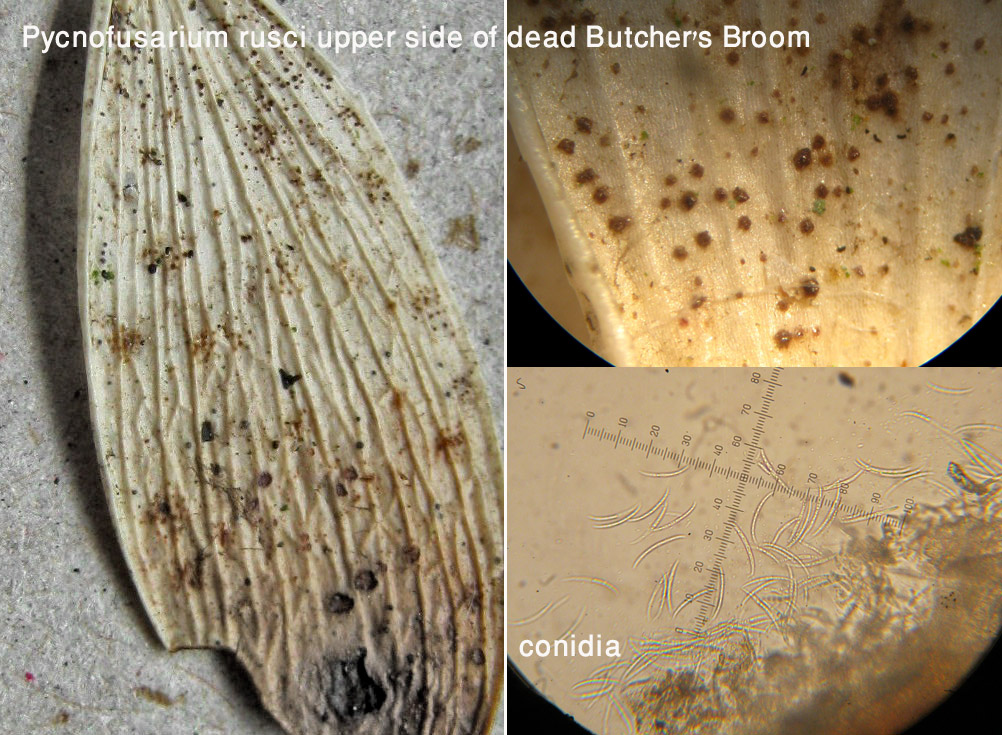 Pycnofusarium rusci on upper side of dead Butchers Broom cladode CarltonWood Jun-13 HW.jpg