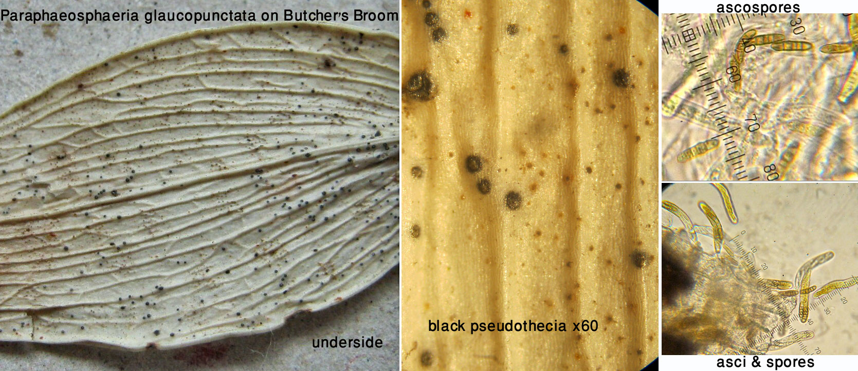 Paraphaeosphaeria glaucopunctata on Butchers Broom CarltonWood Jun-13.jpg