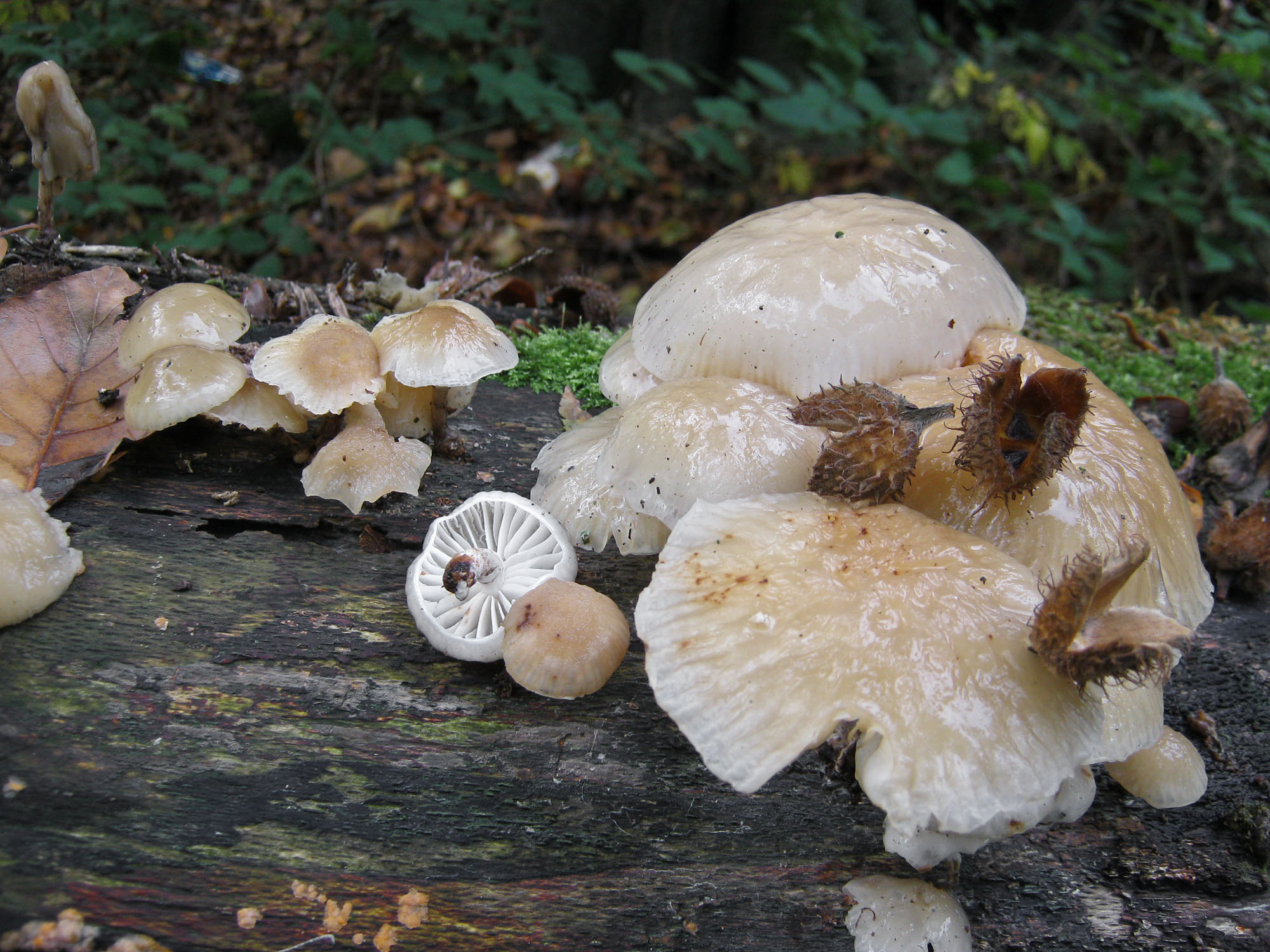 Oudemansiella mucida on beech log HannahParkWood Oct-13 HW.jpg