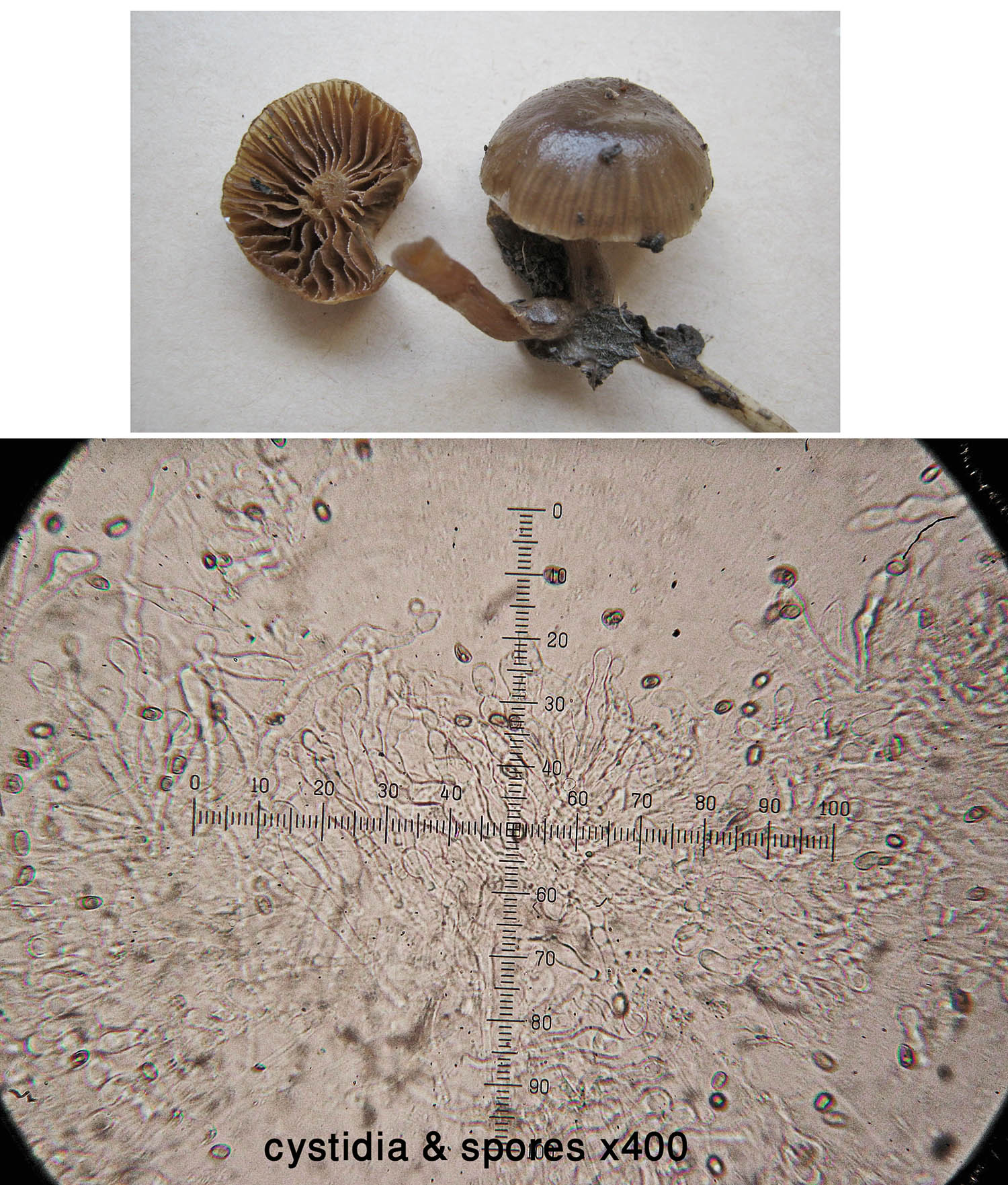 Meottomyces dissimulans ClarboroughNR Feb-14 HW.jpg