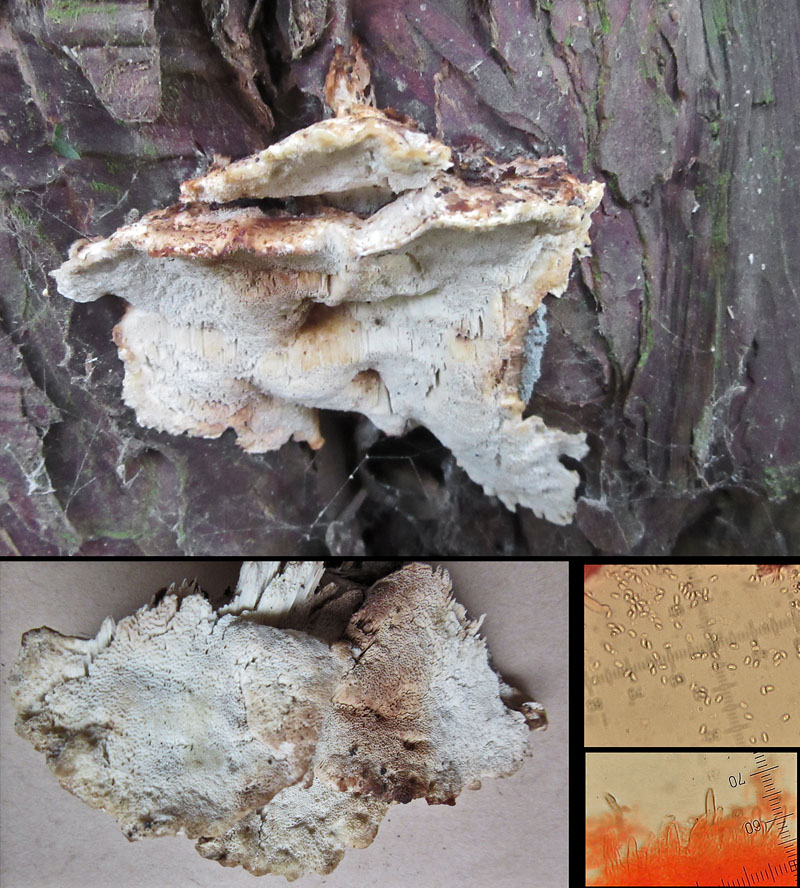Postia balsamea on yew trunk Langold CP Oct-14 HW s.jpg