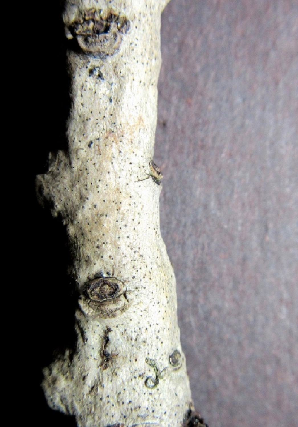 Chaetosphaeria innumera 2015-4-25 001 on ash twig Portland Park Notts .JPG