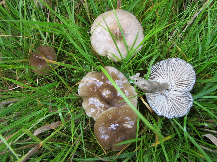 Hygrocybe gliophora (irrigata) Rufford CP Notts HW 2015-9-30.jpg