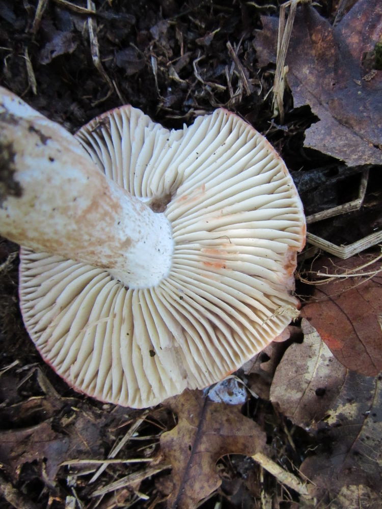 Russula nigricans 002 staining red Gamston Wood NR Notts 2015-10-12.jpg