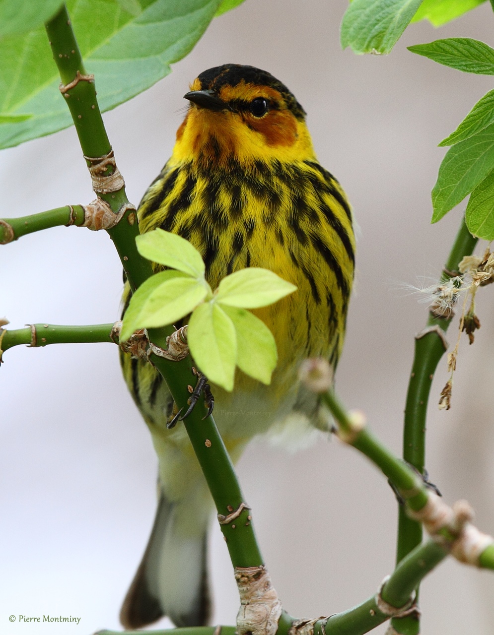 Paruline tigrée