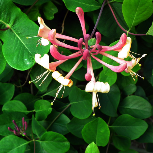 Honeysuckle