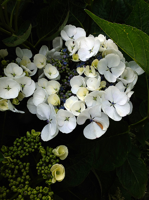 Hydrangea under a cloudy sky 