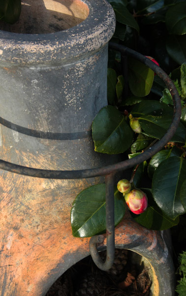 Chimnea with Camellia