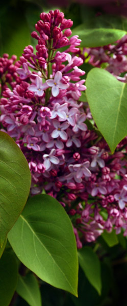 Lilac peeping 