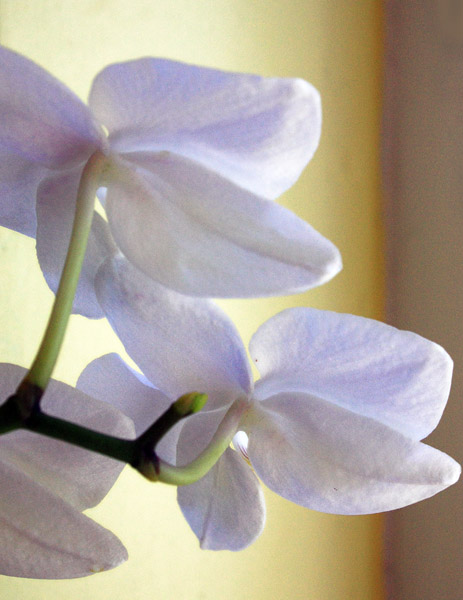 White Orchid with side-lighting 