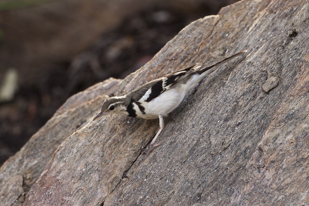 Forest Wagtail - Alice Springs 8518b.jpg