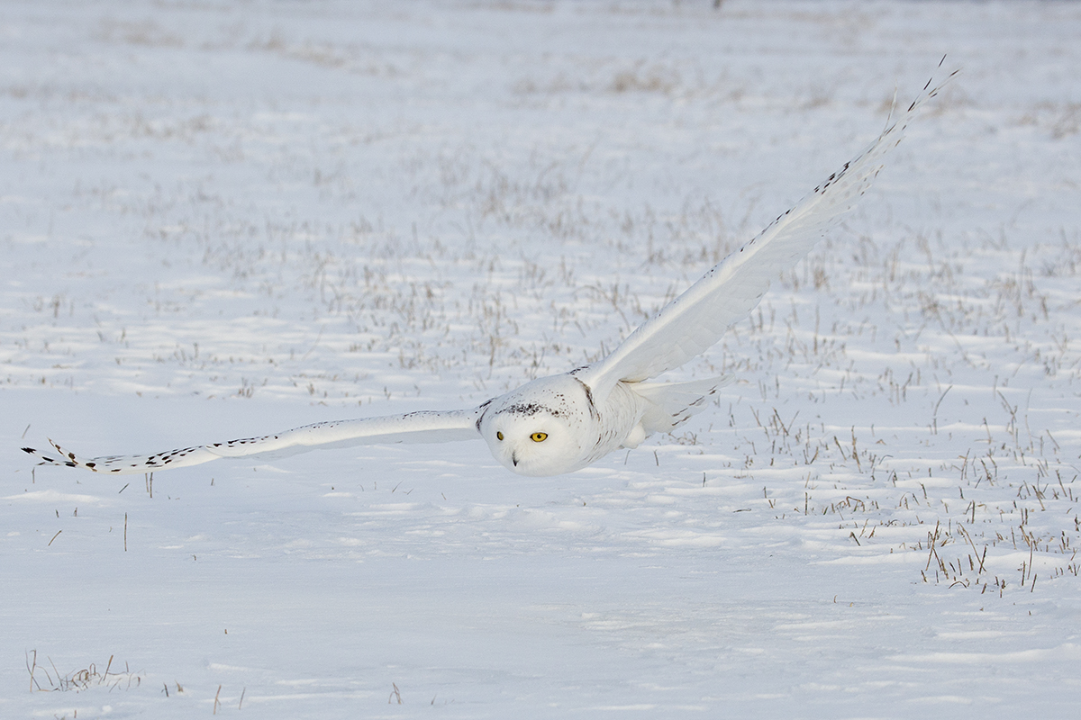 Snowy Owl 0644_1200.jpg