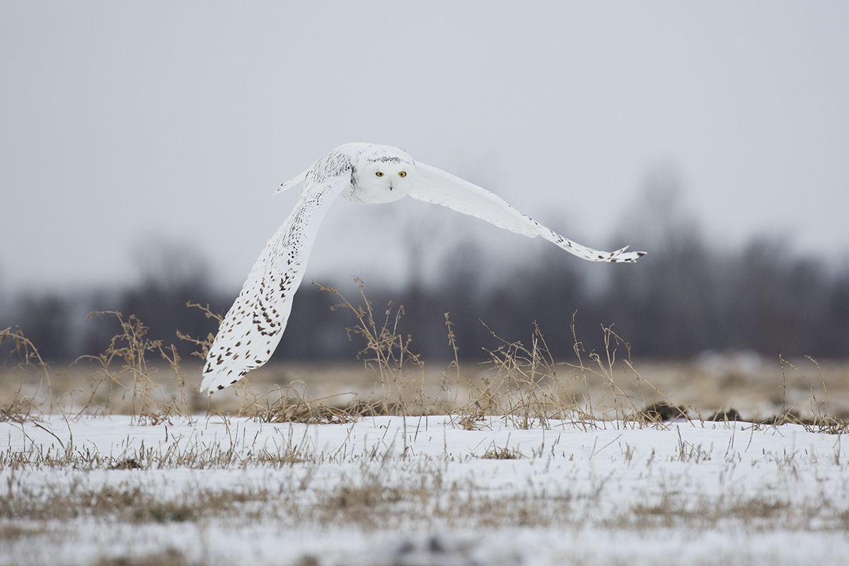 Snowy Owl 9614_1200.jpg