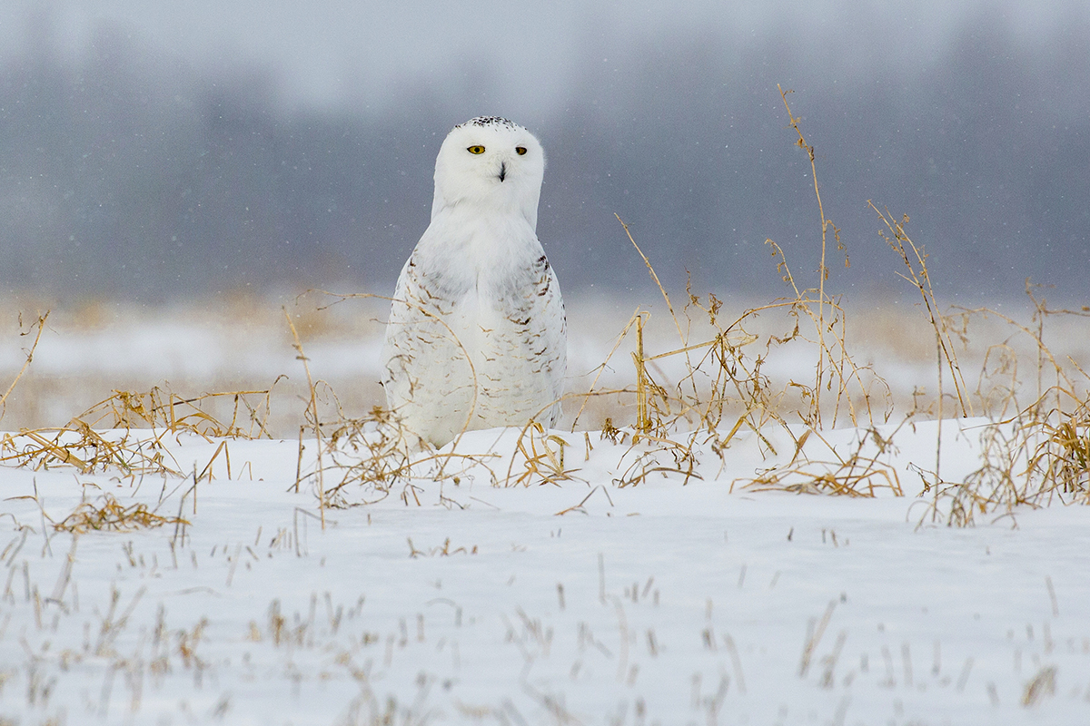 Snowy Owl 9906_1200.jpg