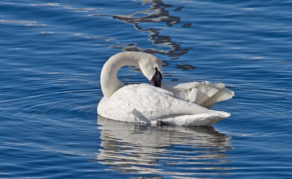 Swan on the St. Crouix