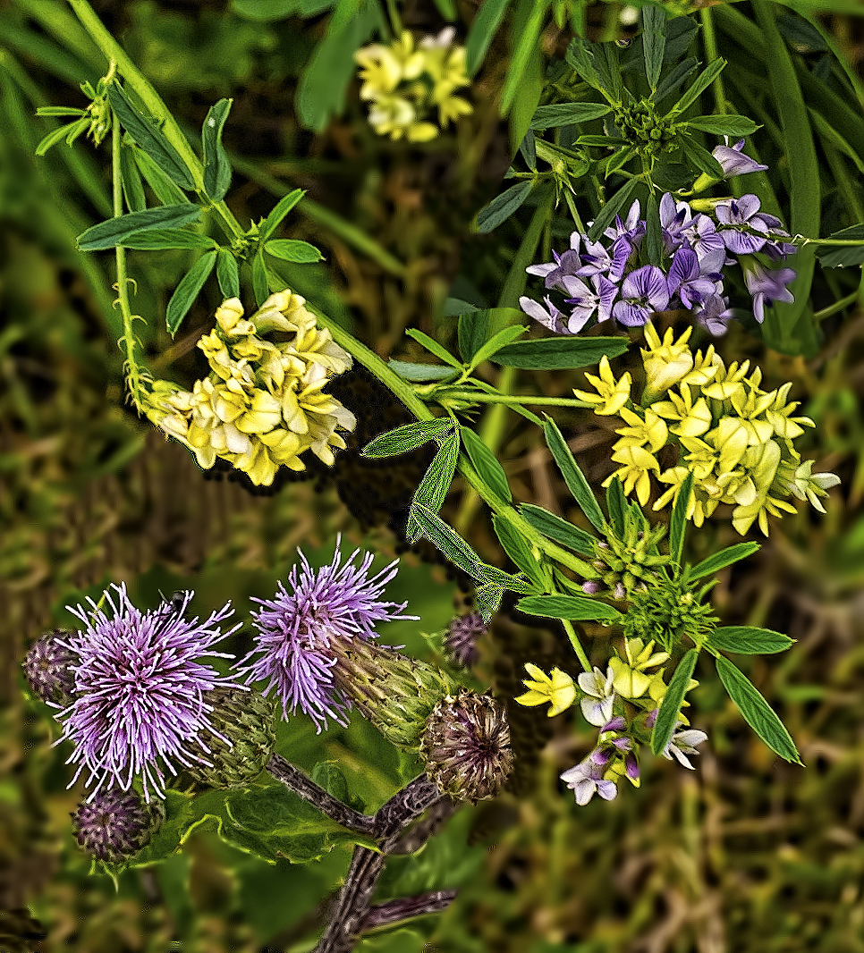 Prairie Wildflowers