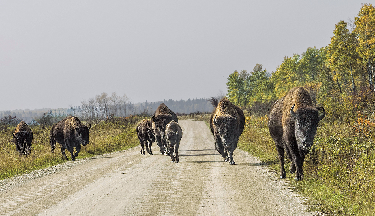 Bison Group