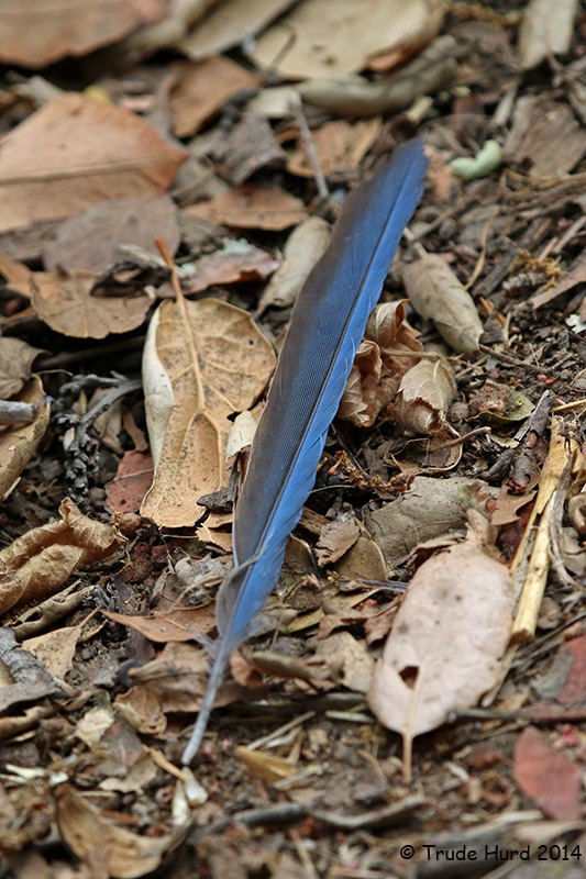 Tail feather from Western Scrub-Jay