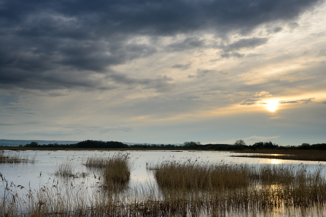 Ham Wall Nature Reserve  13_d800_0940