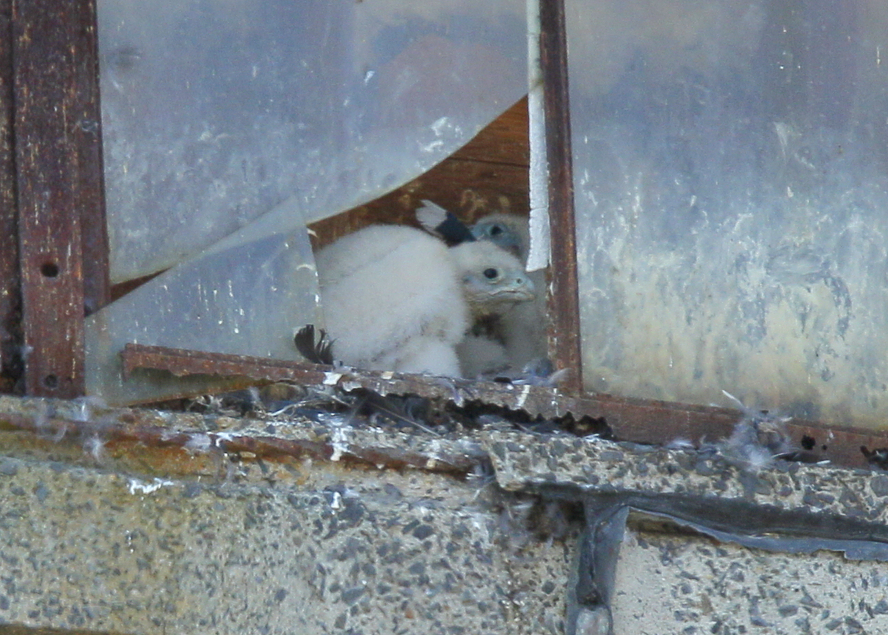 Peregrine chicks: fledgling stage, siblings moving around in tight quarters