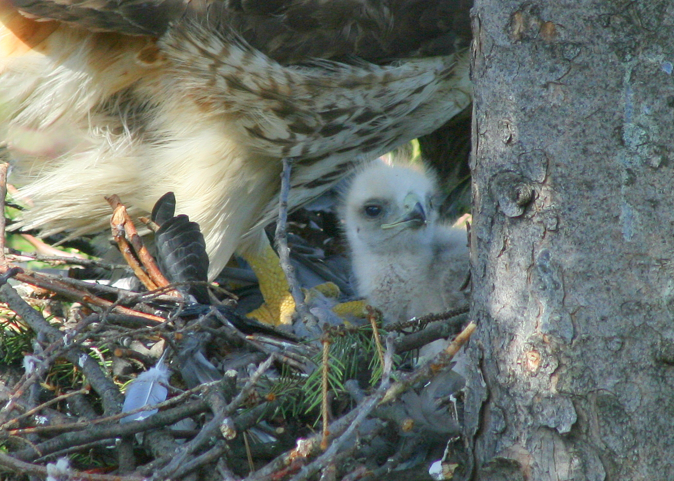 Red-tailed Hawk, female with chick