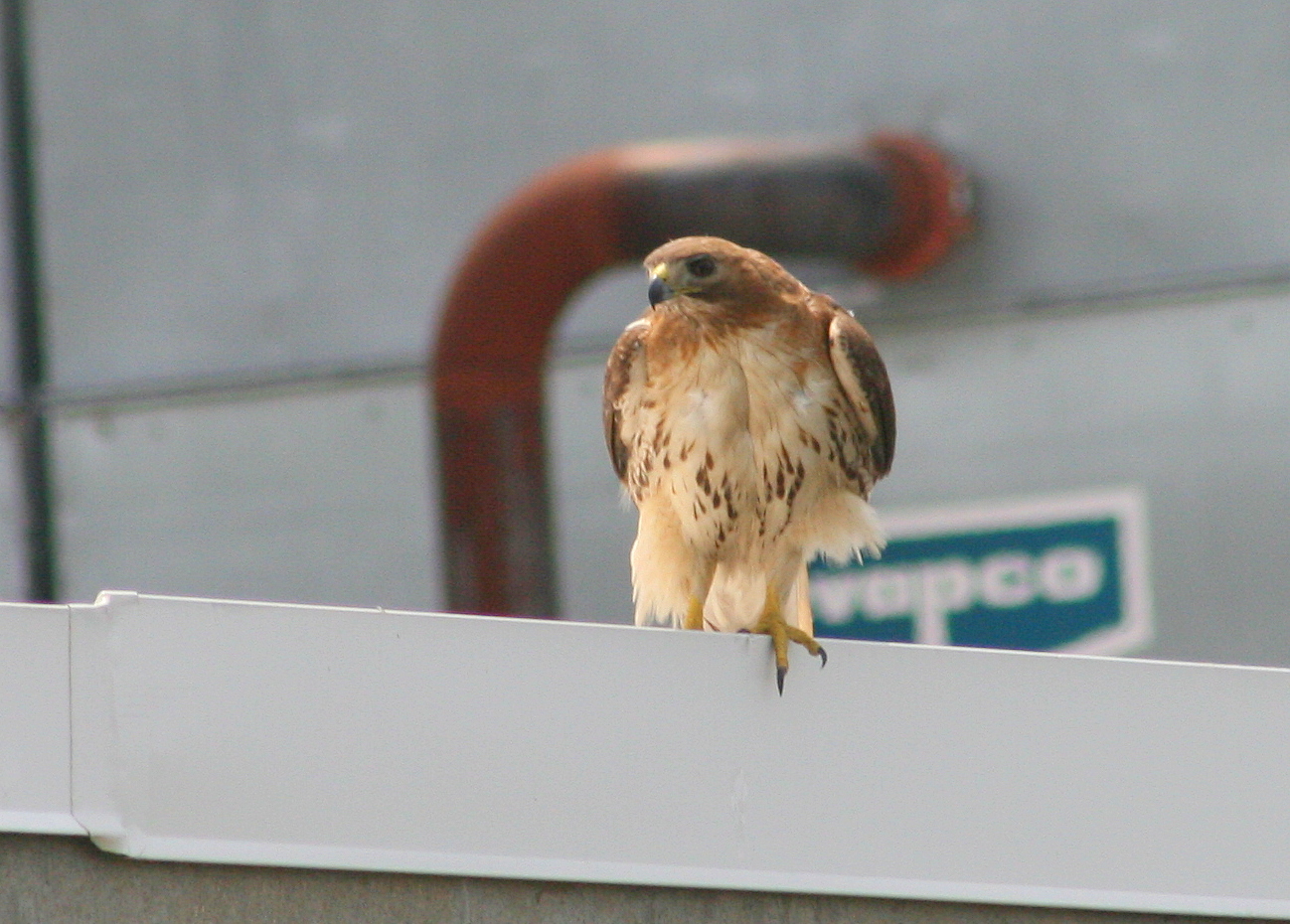 Red-tailed Hawk, female on roof near nest