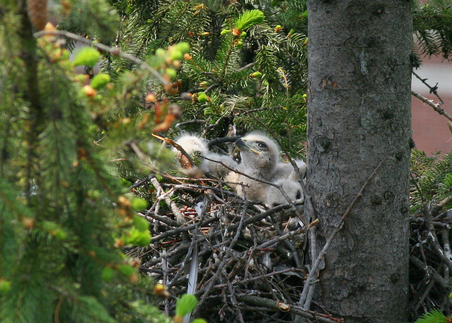 Red-tailed Hawk chicks