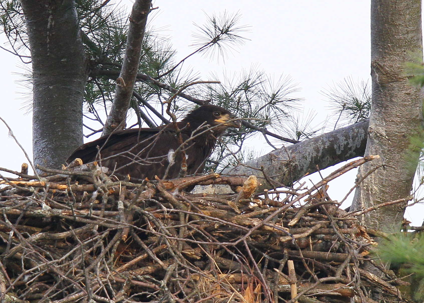 Bald Eagle chick in nest alone