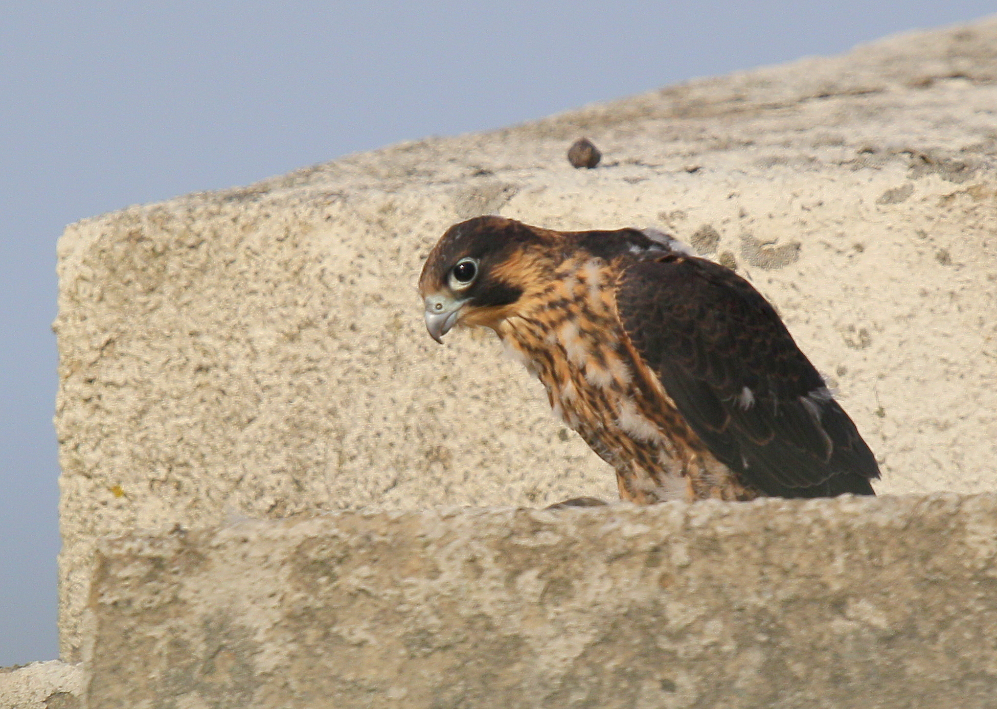 Peregrine chick