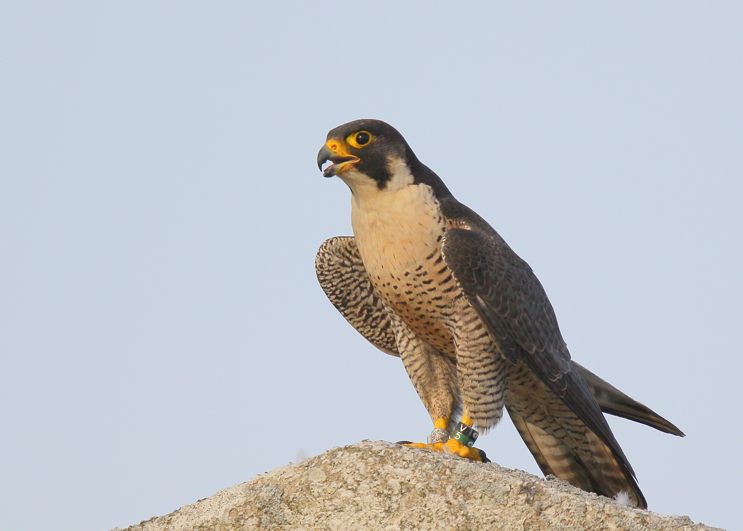 Peregrine adult female, V/5 leg band