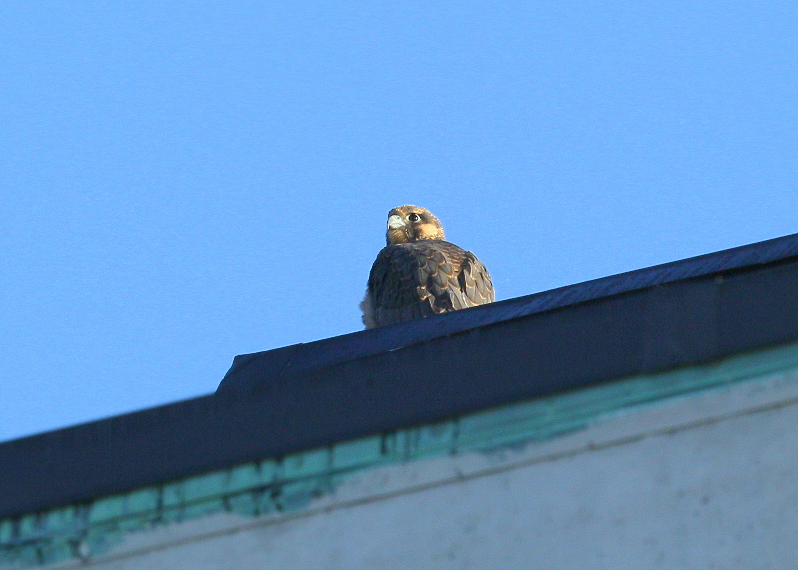 Peregrine chicks: fledgling stage