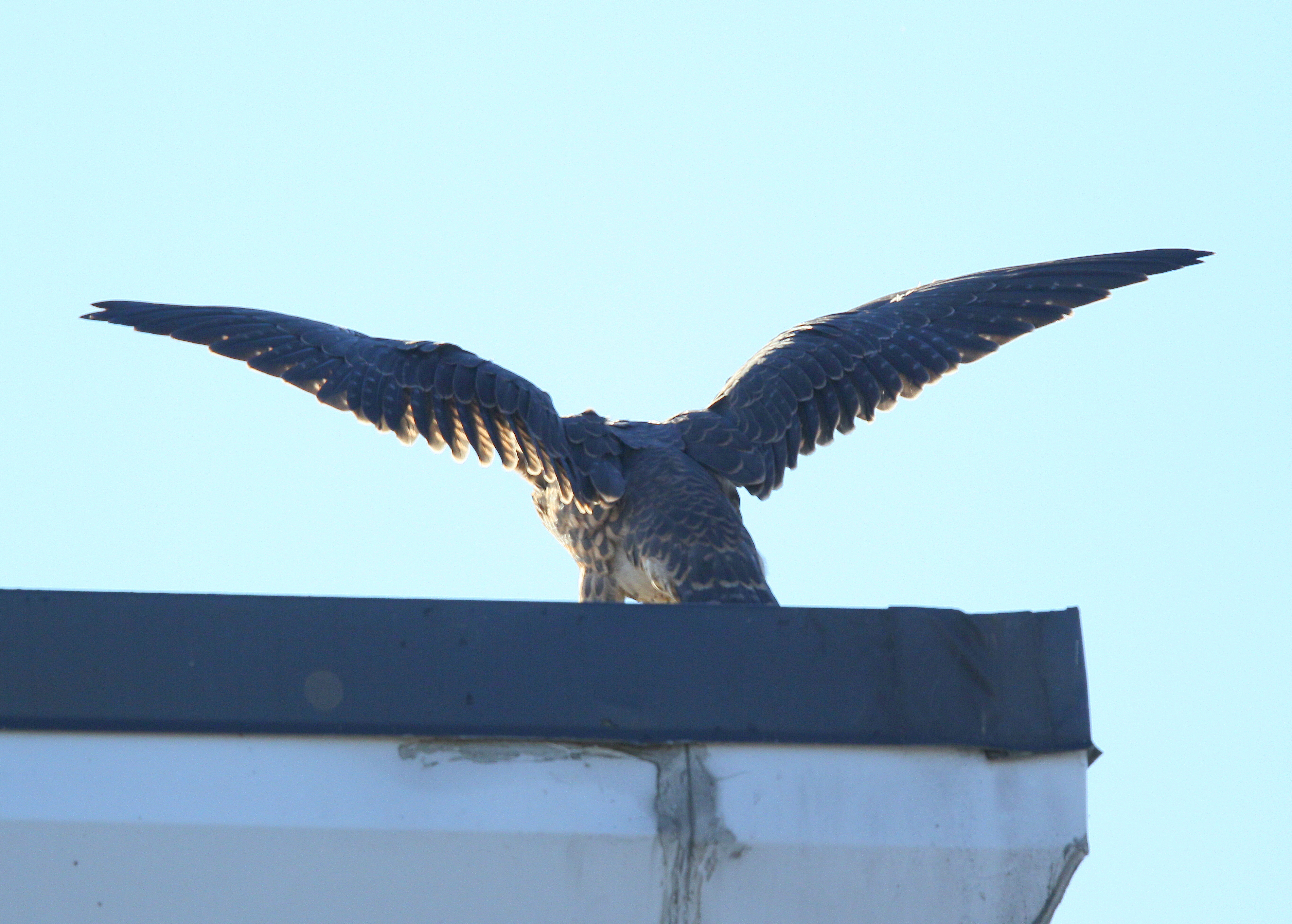 Peregrine chick: so ready to fledge!