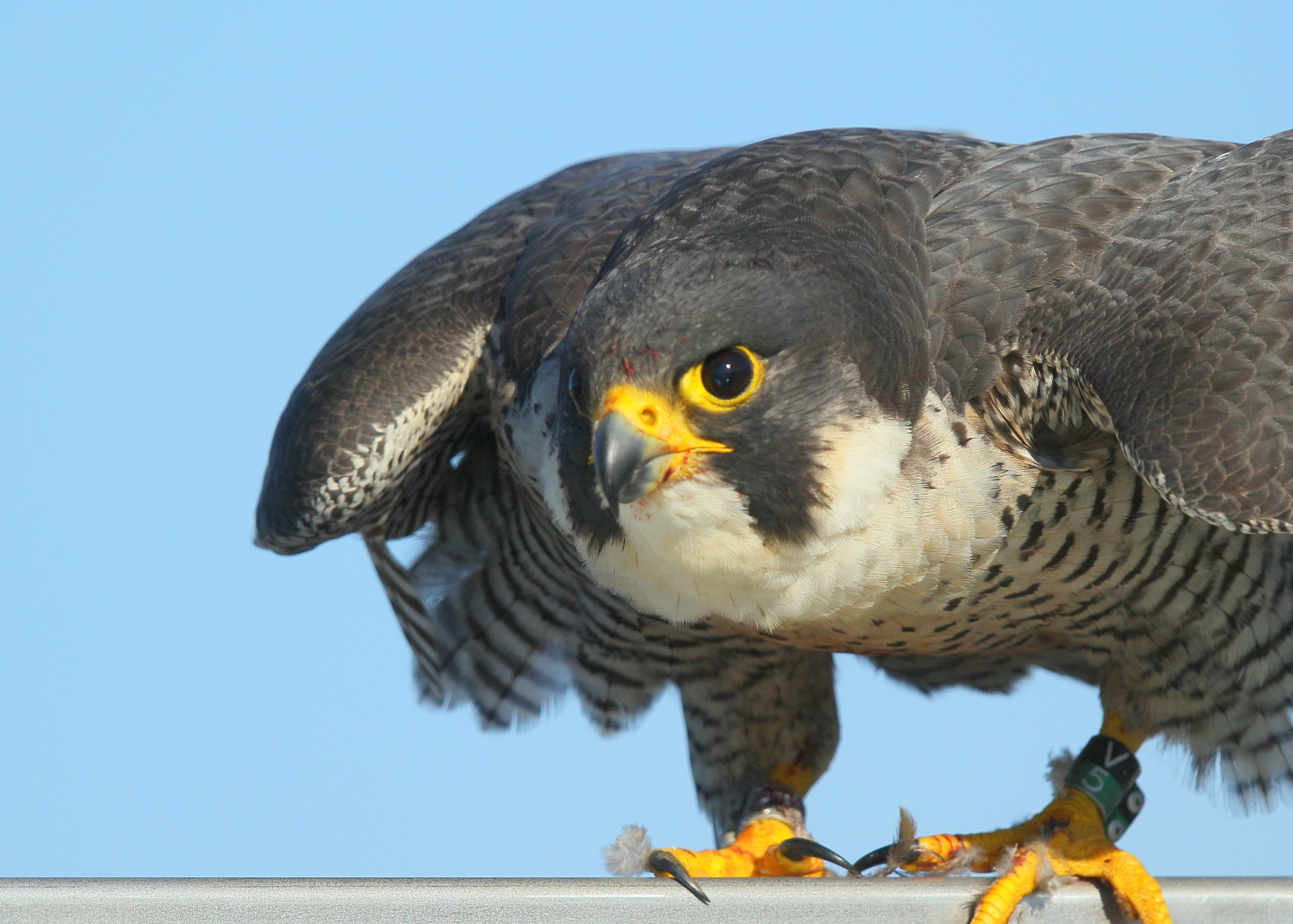 Peregrine adult female: leg bands V/5