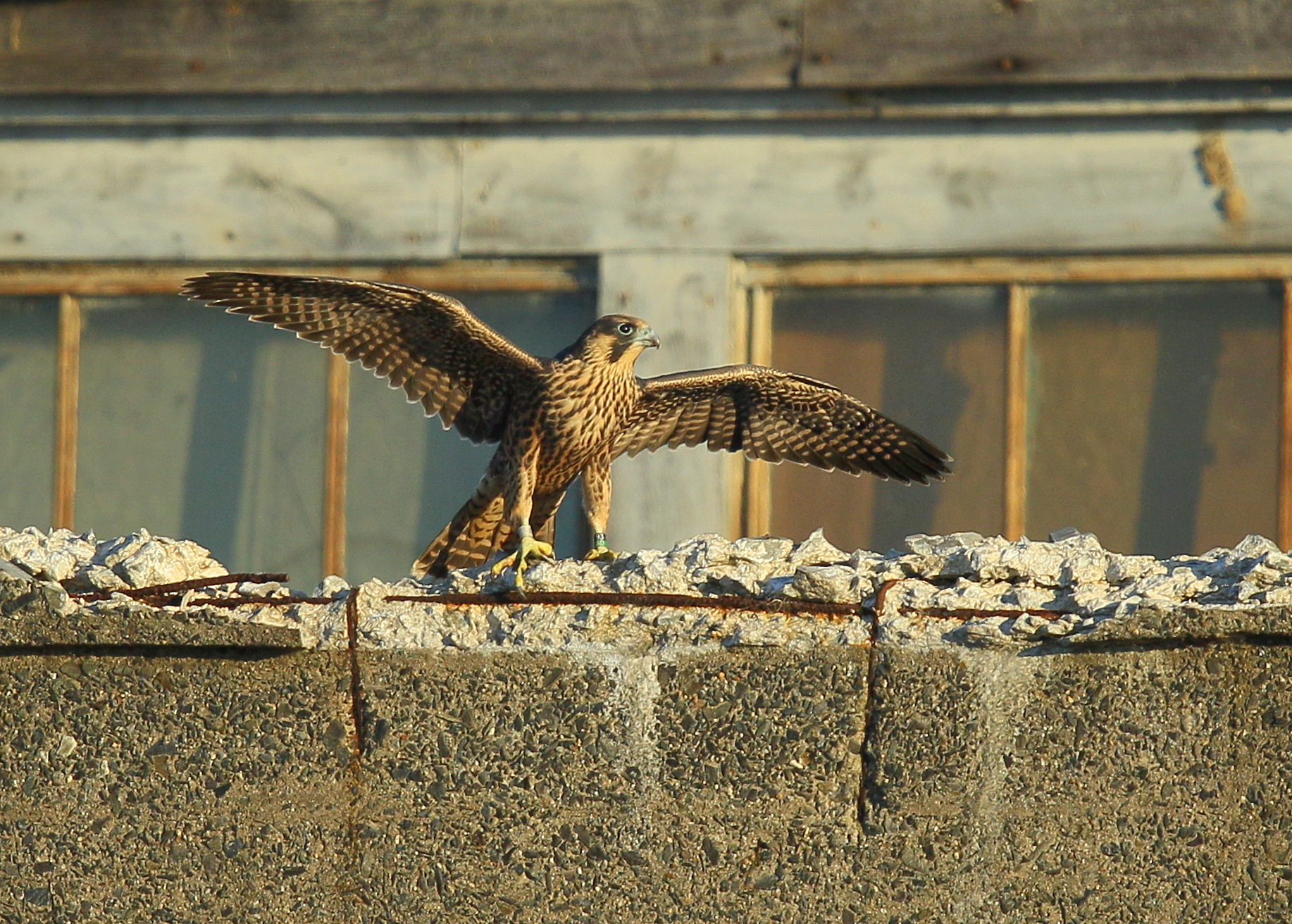 Peregrine fledgling on nearby rooftop; 93/AD legs bands