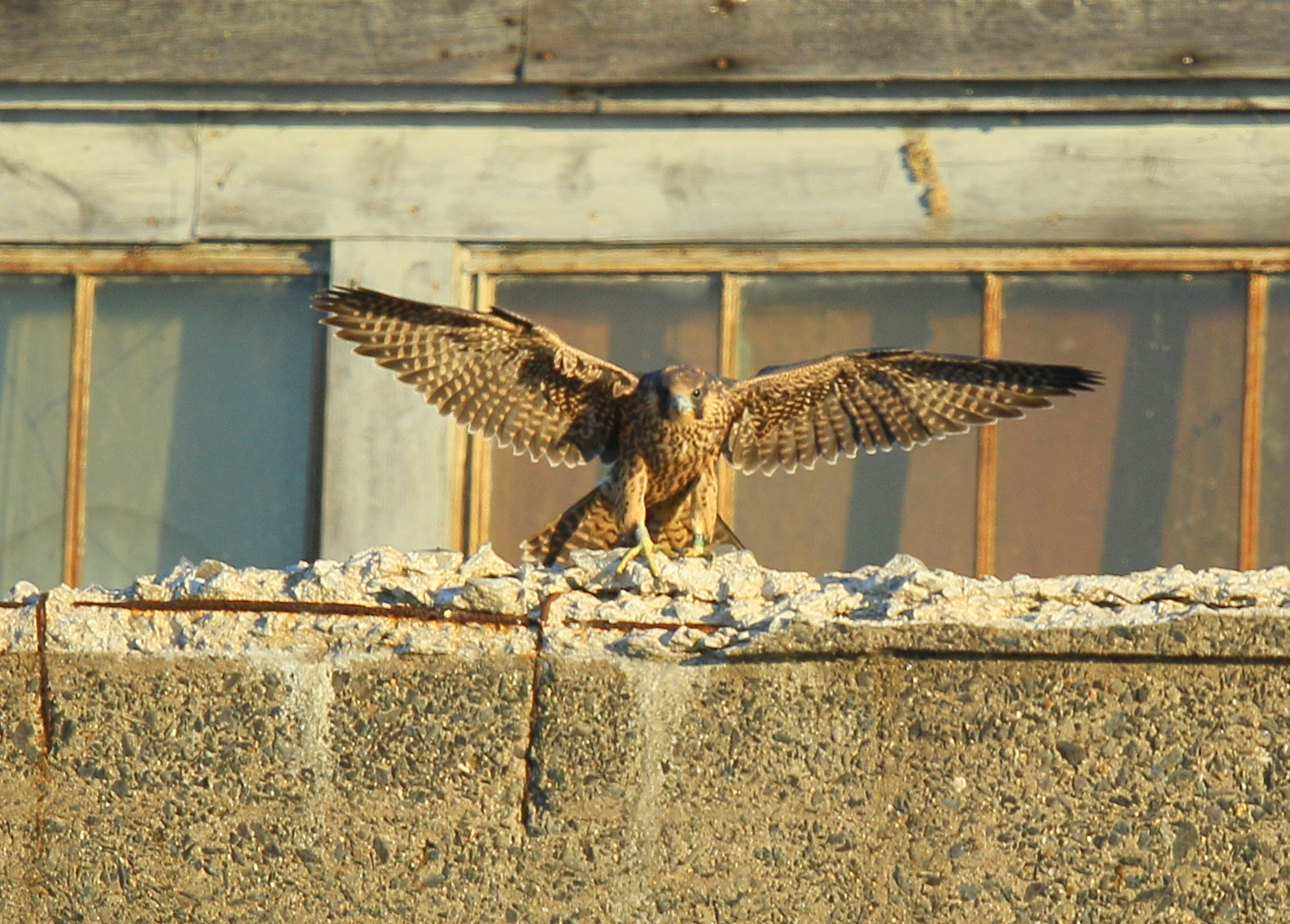 Peregrine fledgling on nearby rooftop;93/AD legs bands