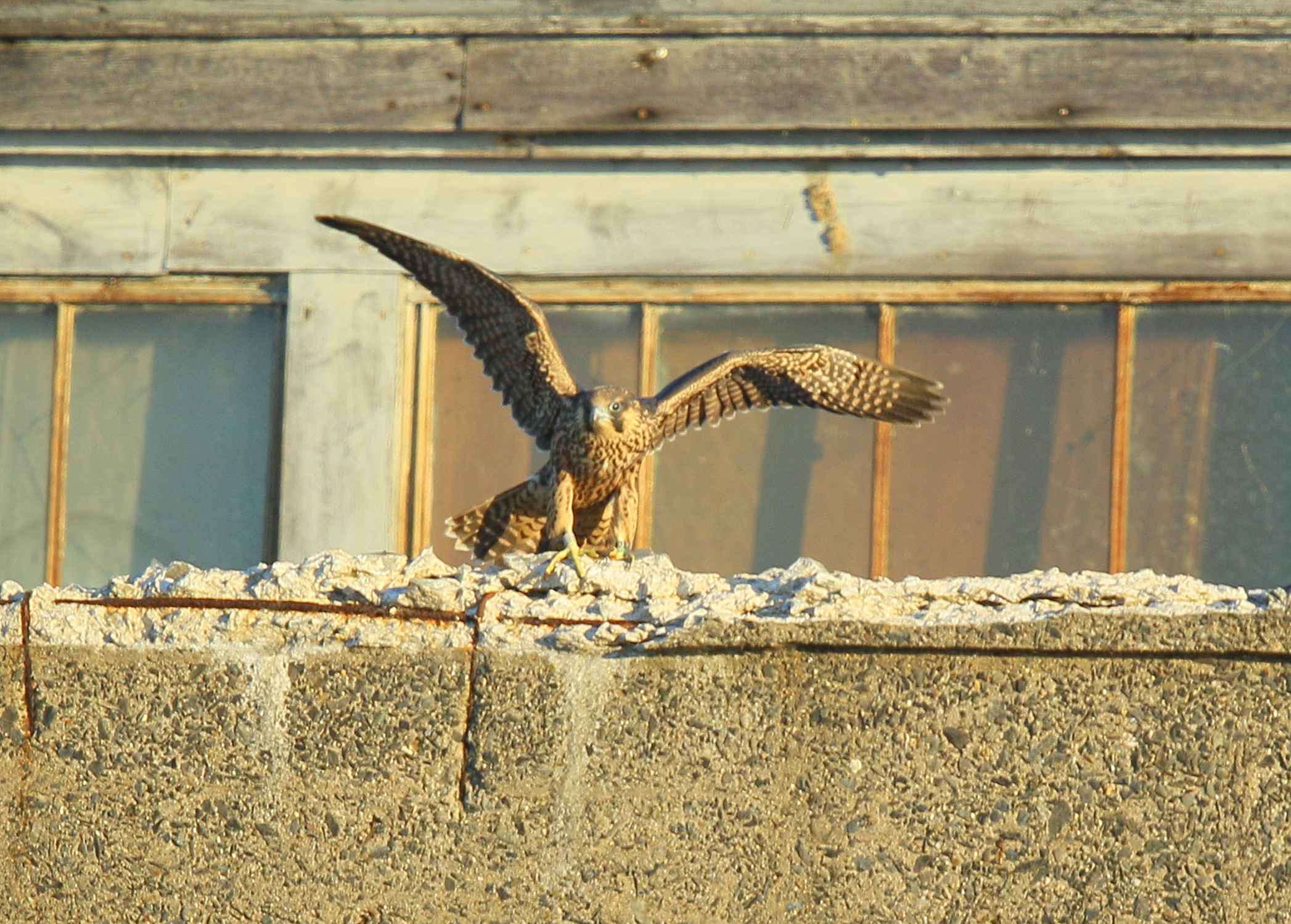 Peregrine fledgling on nearby rooftop;93/AD legs bands