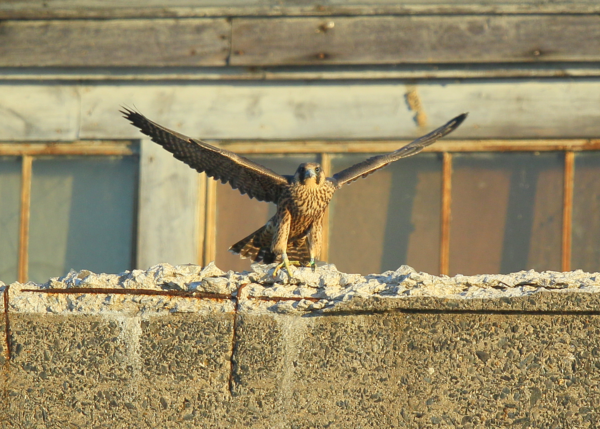 Peregrine fledgling on nearby rooftop;93/AD legs bands