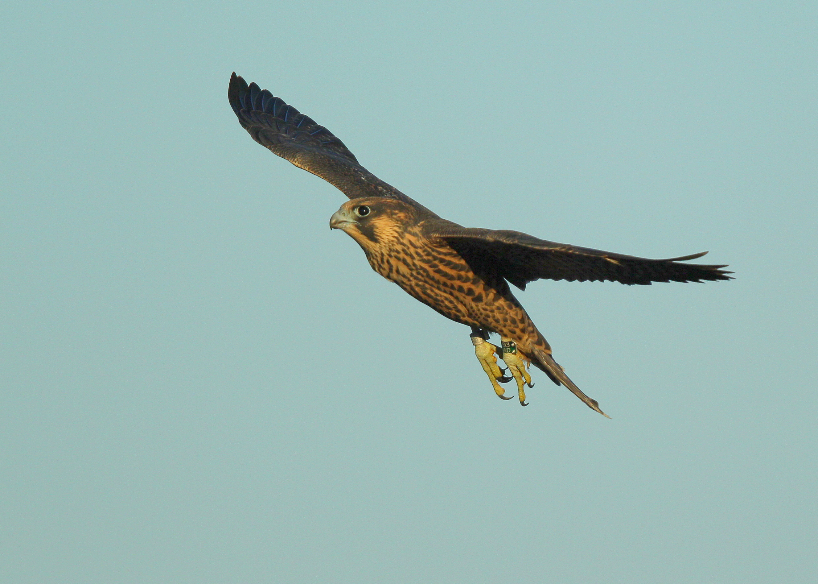 Peregrine fledling first flight day: 93/AD