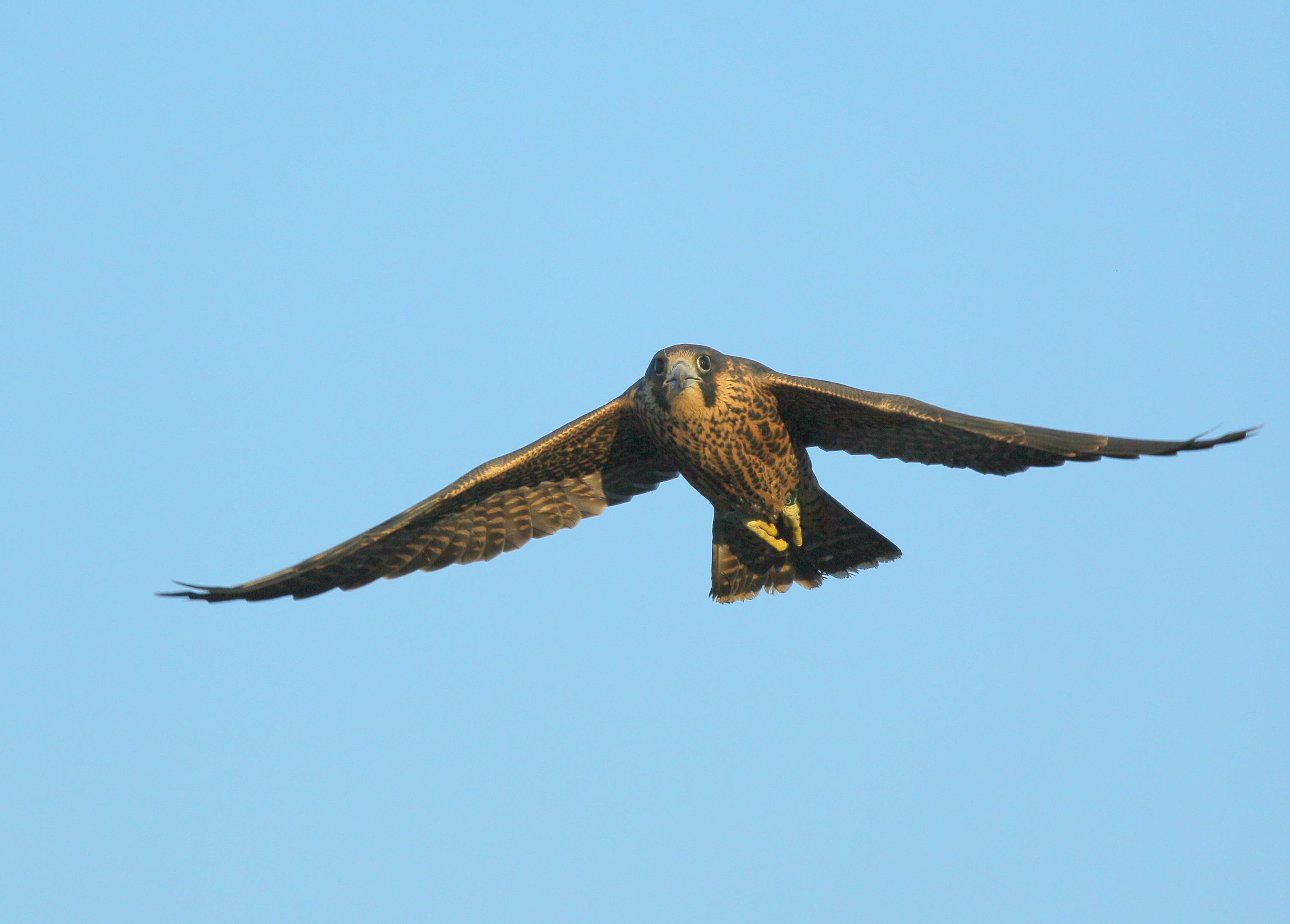 Peregrine fledling first flight days
