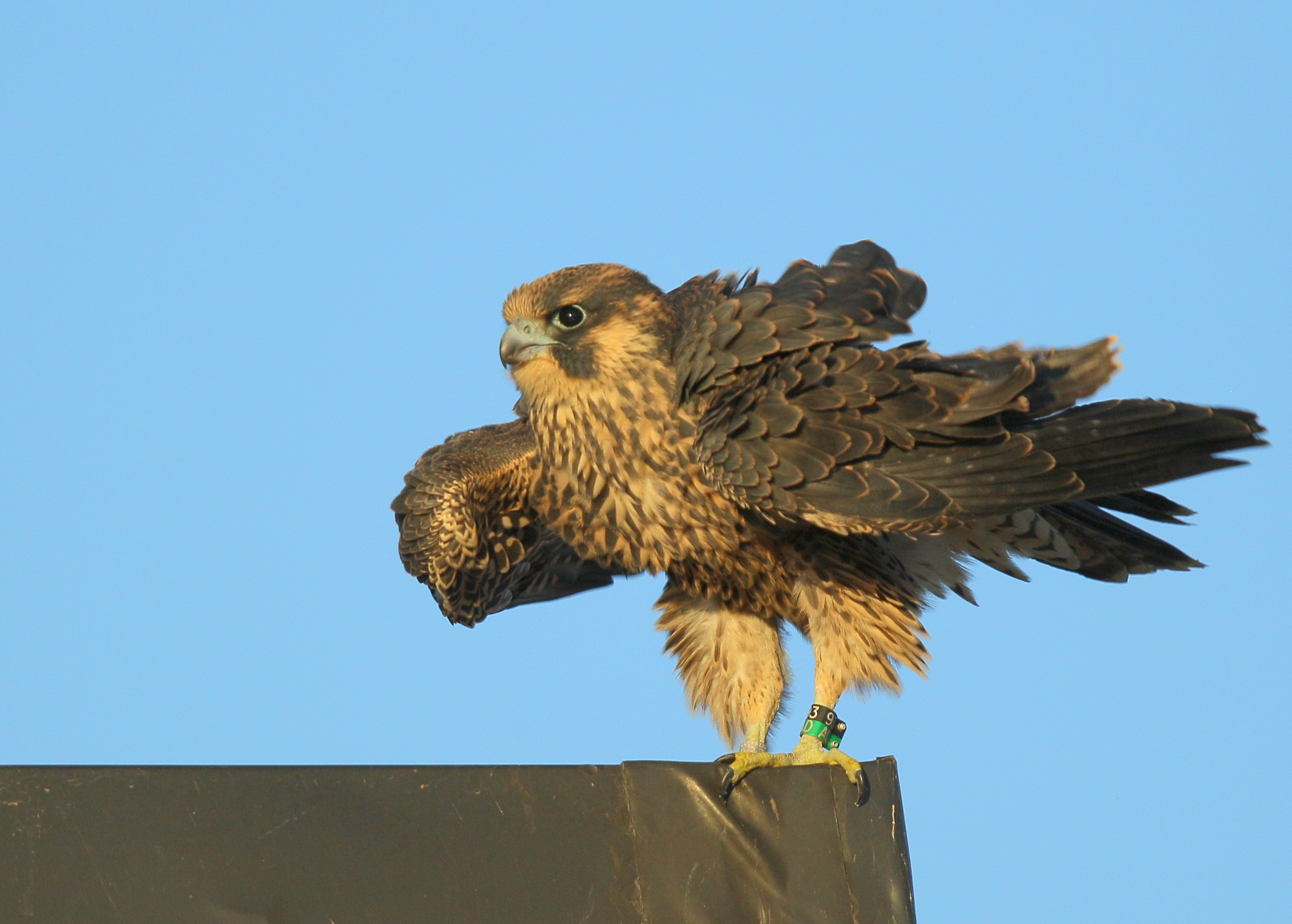 Peregrine fledgling: last to fledge, first flight today!  93/AD leg bands