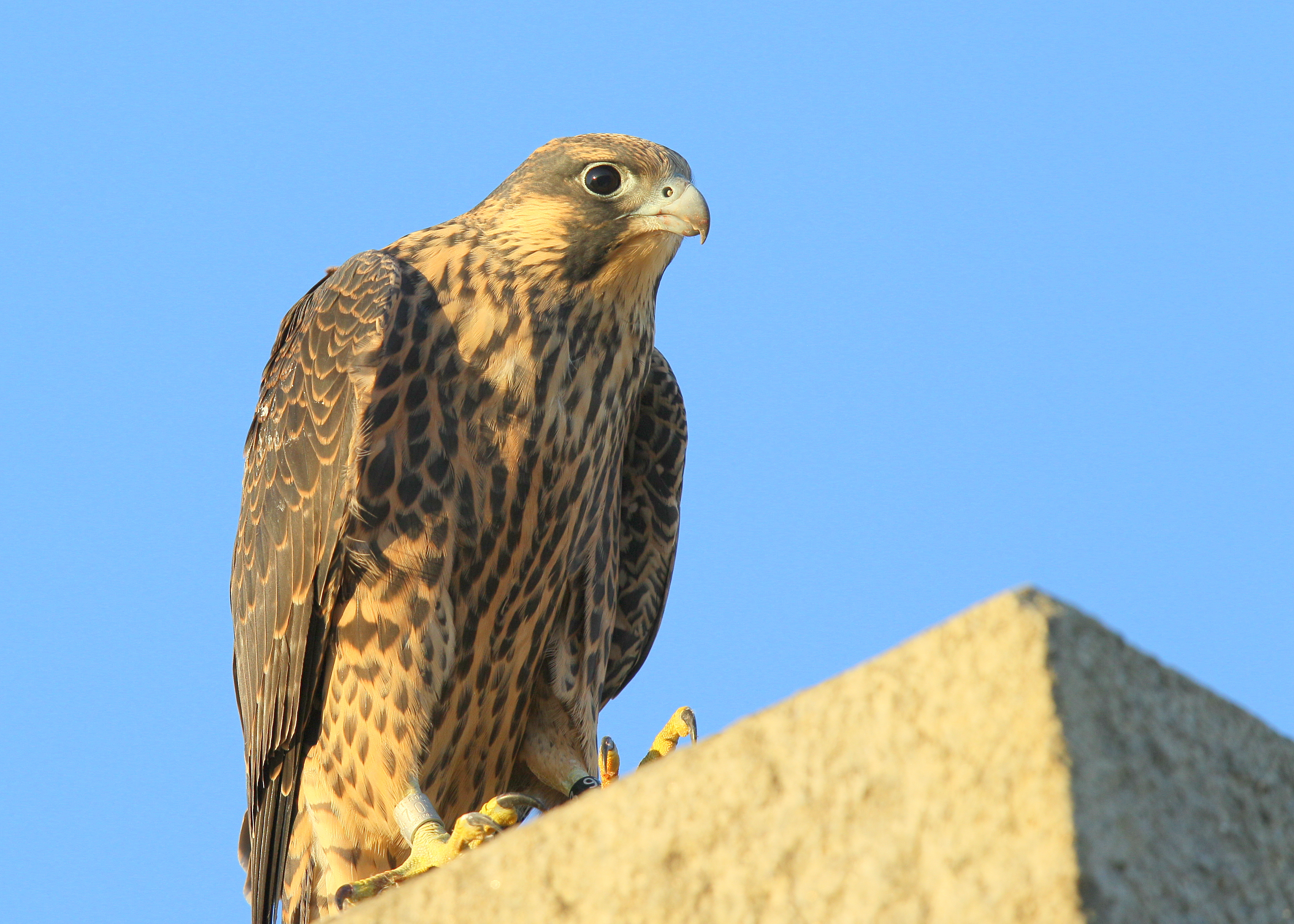 Peregrine fledgling: last to fledge, first flight today!  93/AD leg bands