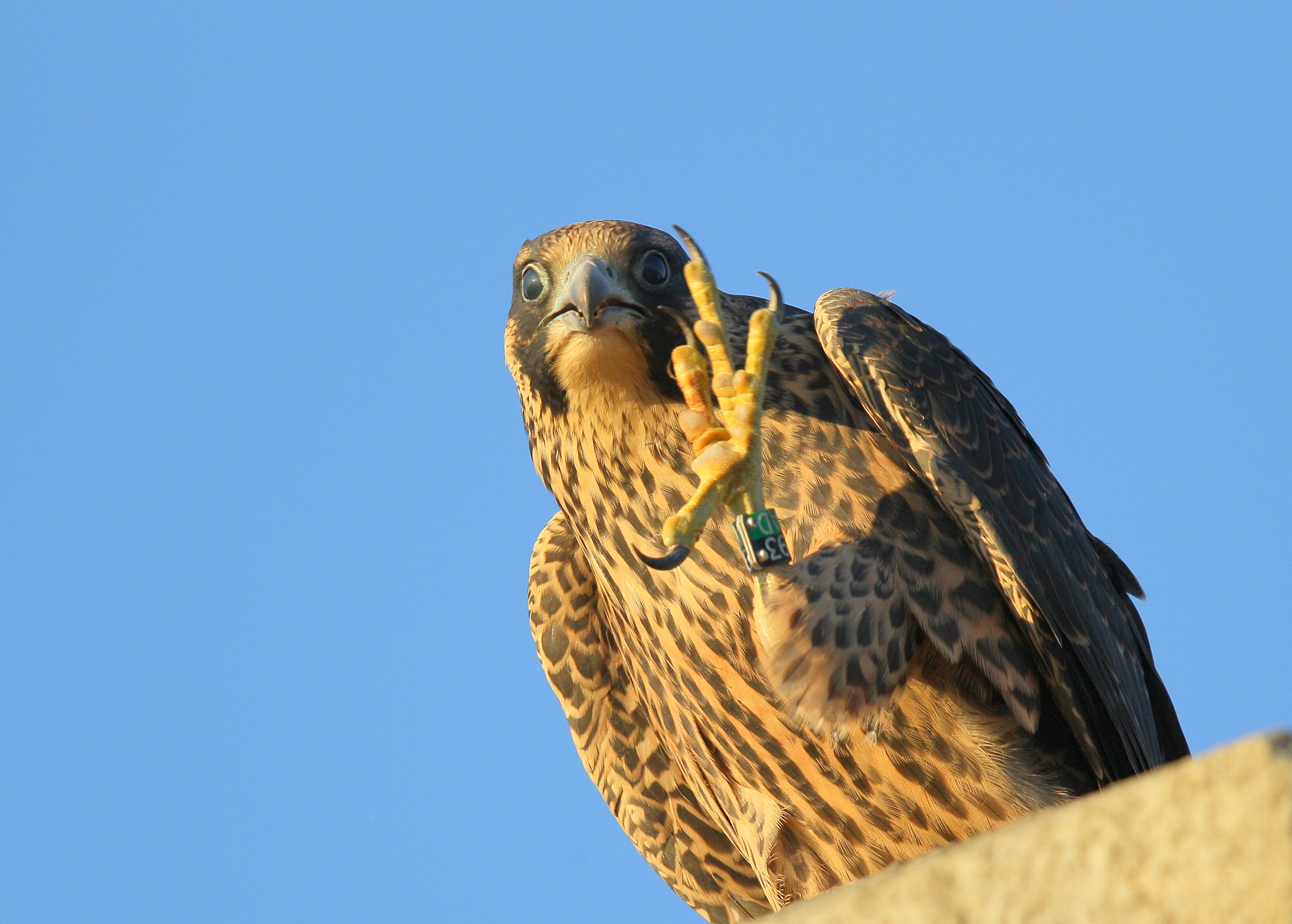 Peregrine fledgling: last to fledge, first flight today!  93/AD leg bands