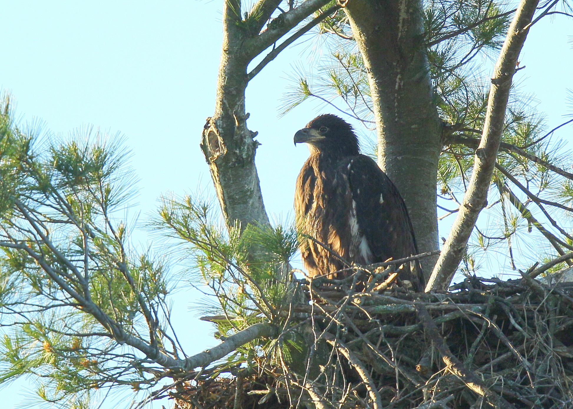 Bald Eagle nestling