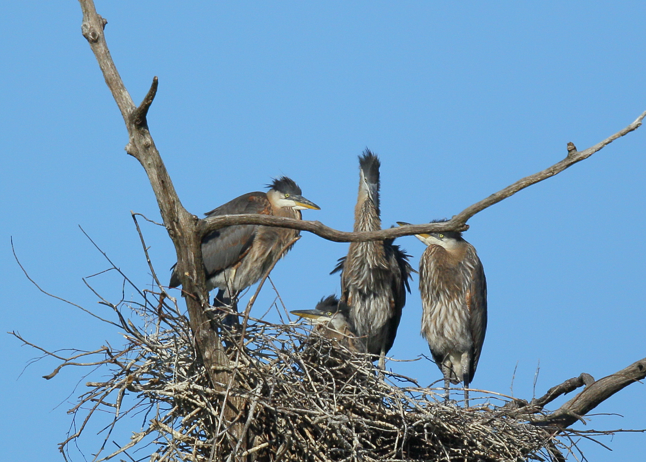Great Blue Heron nestlings