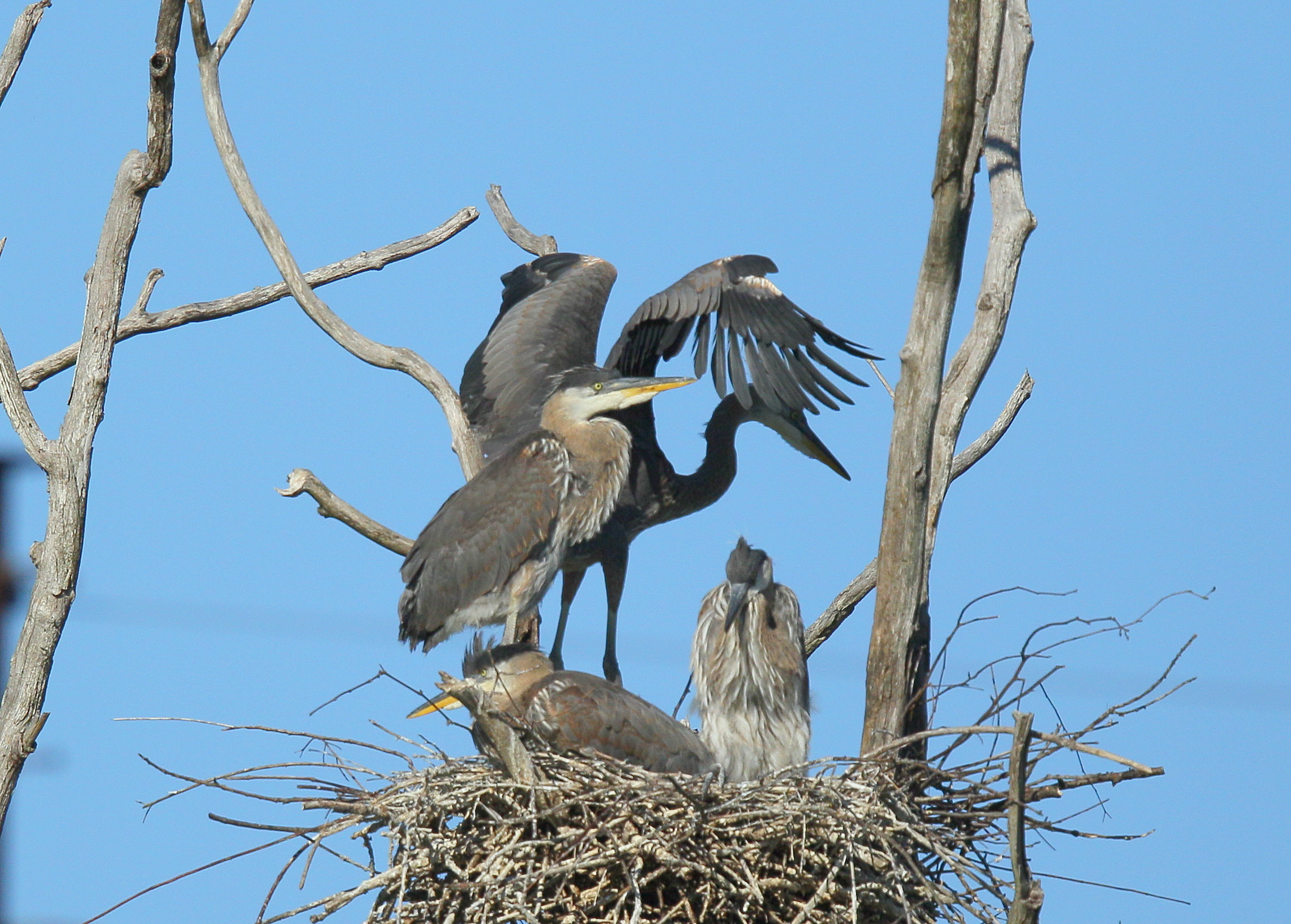 Great Blue Heron nestlings
