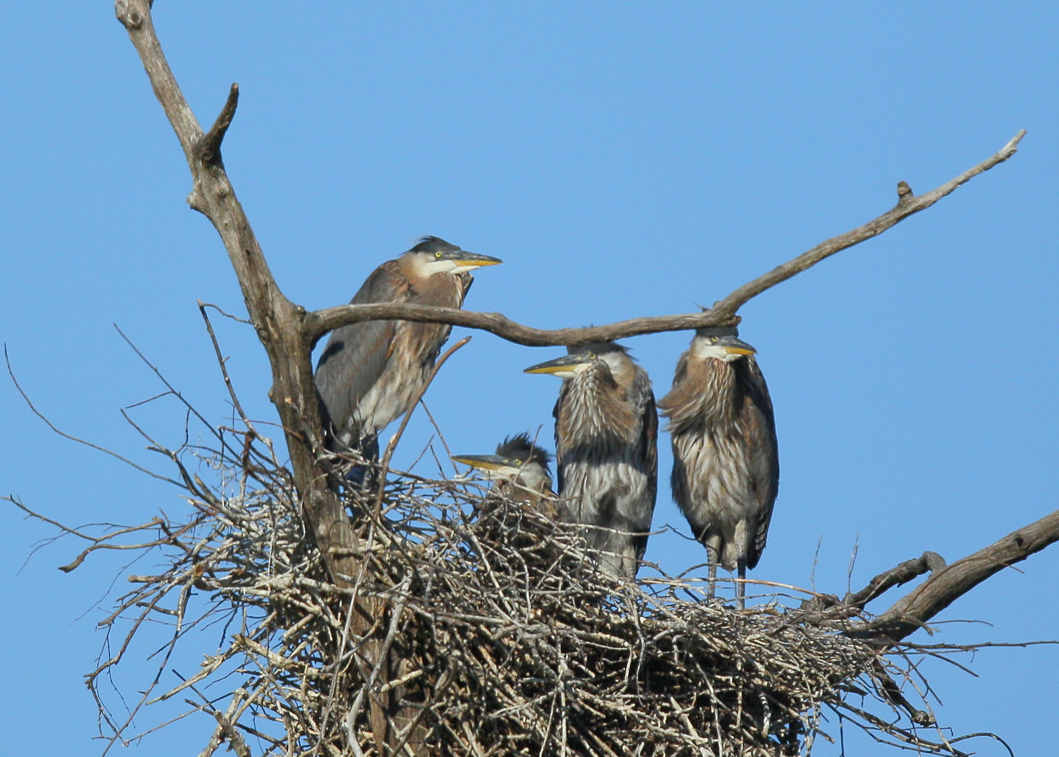 Great Blue Heron nestlings