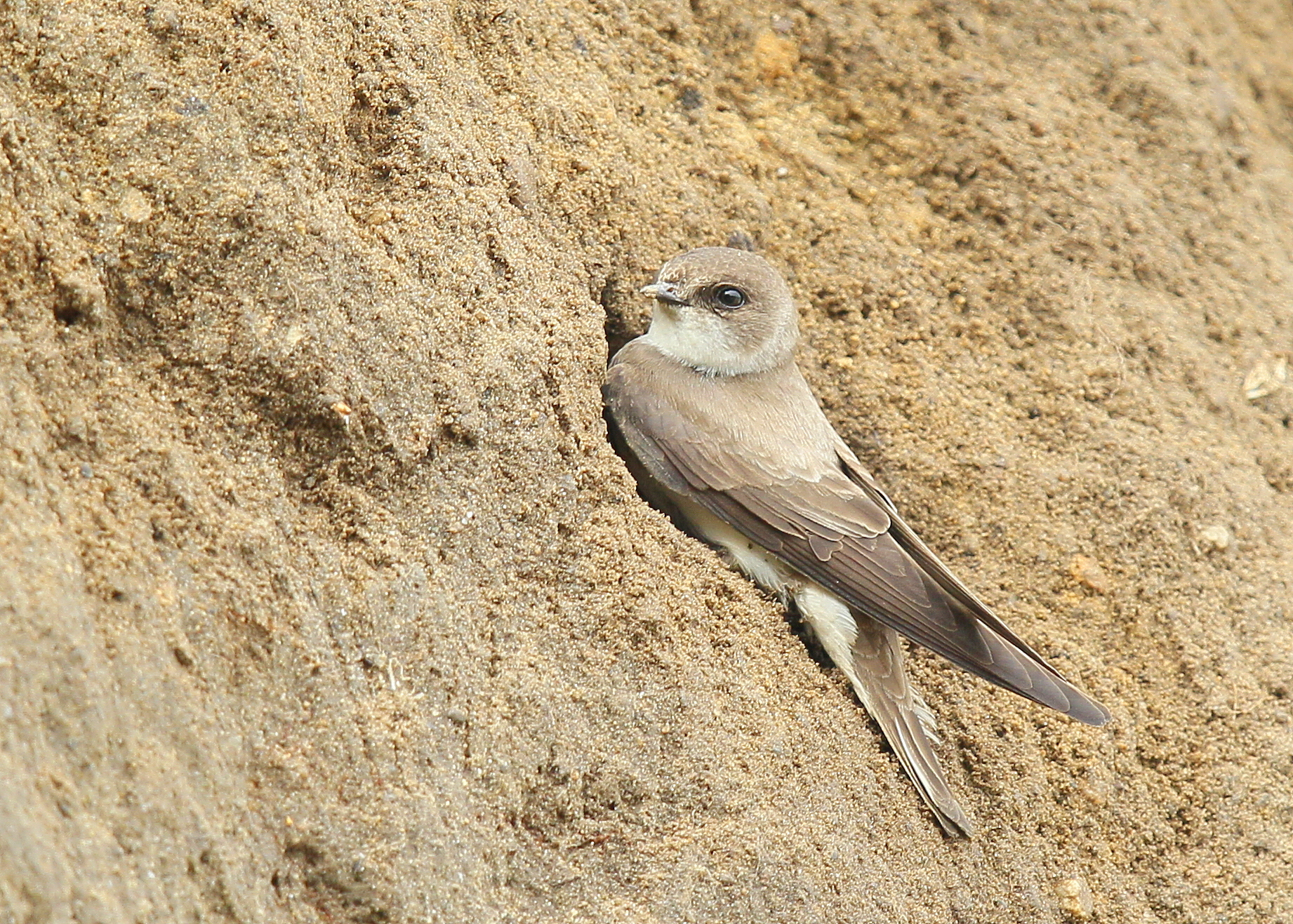 Bank Swallows