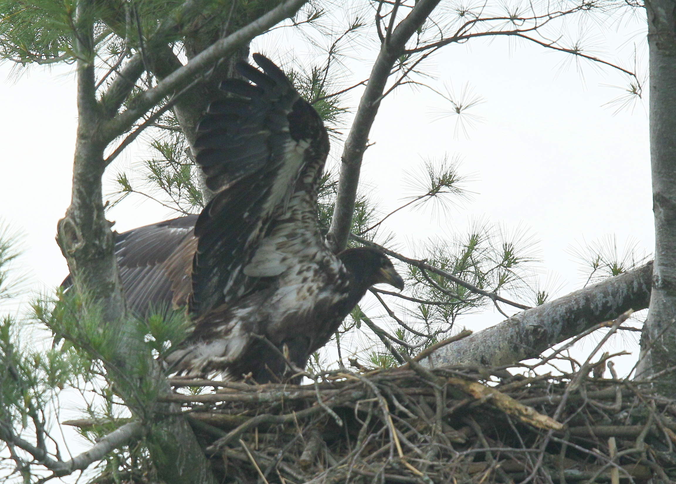 Bald Eagle nestling